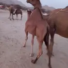 قعدان حمر سواحل طيبات للبيع