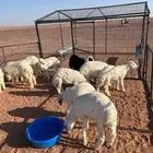 طليان للبيع