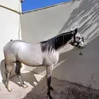 مهر جزيري واهو شرط السلامة عمر سنة