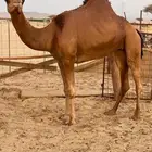 اللبيع بكره حايل