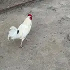 ديك بلدي مشروط