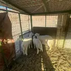 اعرض لكم طليين ورخل حايل الاعمار موضحه بالصوره الموقع العي
