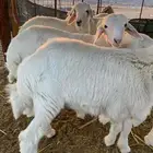 طليان