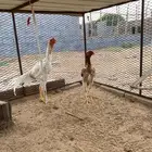 تم البيييع