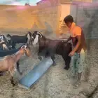 تيس عارضي