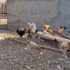 دجاج للبيع