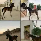 مهر شعبي