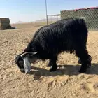 تيس فحل السن ثني عارضي