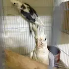 كوكتيل منتج