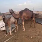 بكره خلفه للبيع
