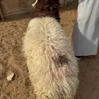 نعيمي كفوا عمره من 8اشهور وحوال