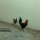 طقم دجاج عربي اصيل