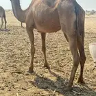 ابل ظرايب شقح وشعل