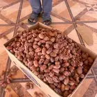 تمر خلاص انتاج مزارع غرب الجبيل اكثر من 90 كرتون وزن 20 ك