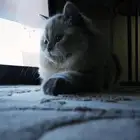 قطة