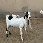 تيس ثني