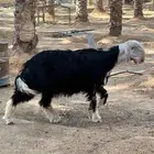 مشروع فحل نجدي معرف