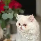 قط بيكي فيس