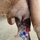 ناقه خلفه للبيع