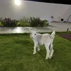 ماعز قزم
