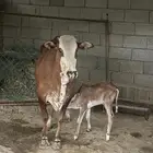 بقره