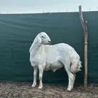 مشروع فحل حري