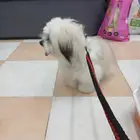 كلب مالتيز اليف جدا