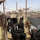 39 عنز كفووو تحتها شي 10
