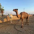 للبيع ناقه كفو ومعها بنتها مفروده