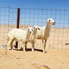 شاه حريه خصم سنها سديس تحتها رخليين كفو
