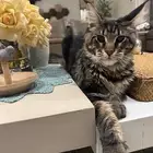 قطط ماين كون للبيع