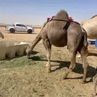 خلفه ساحليه معها بكره للبيع(تم البيع)