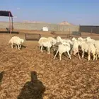 غنم حبص مراح كامل العدد من 58 الى60