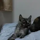 قطط للتبني