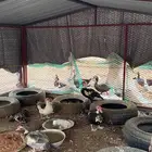 بط بلدي ثلوث المنظر بارق
