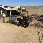 تميميه للبيع يتوفر تمارا