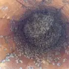 عسل نحل بلدي 220 عود