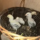 فروخ شامو ياباني