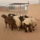 جذعان نعيمي بلدي فاخر