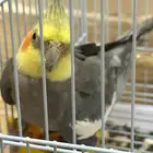 زوج ببغاء