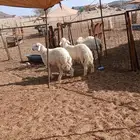 الشميسي طريق الخواجات