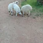 بهم خرفان نعيمي حري