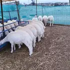 طلبان حريه جبره