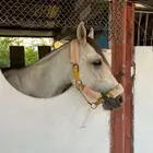 حصان شعبي للبيع