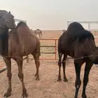 حشو. للبيع