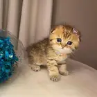 قطط سكوتش وبيرشن للبيع