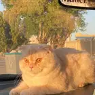 قط سكوتش فولد العمر سنه مع جميع ملحقاته