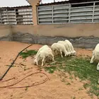 ذبايح