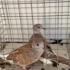 يمام ياكريم قرزل طبات نوادر. للبيع