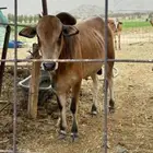 3 حسلان بلدي